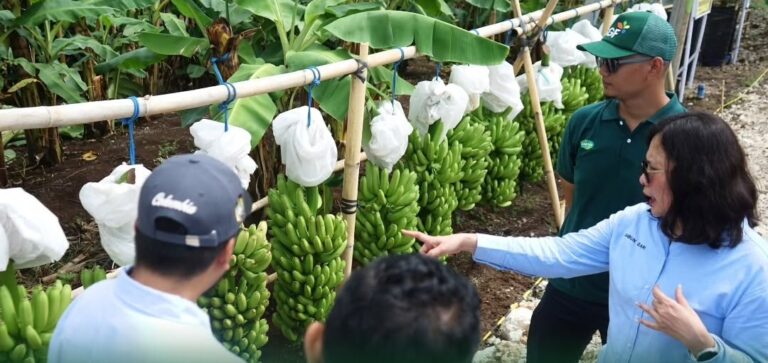Dirjen Penataan Agraria Tinjau Perkebunan Pisang Cavendish Berbasis Pemberdayaan Lahan di Jembrana, Bali